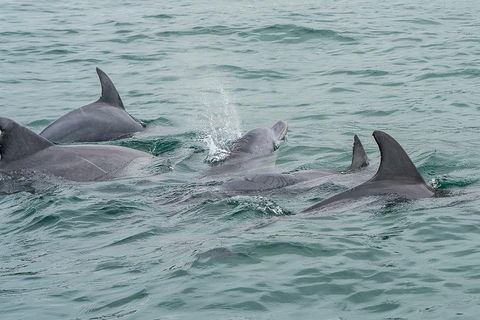 Noosa Oceanrider Scenic Dolphin Safari - Northern Rivers Accommodation 5