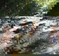 Daintree Rainforest Cape Tribulation Mossman Gorge Small-Group Day Tour - Northern Rivers Accommodation