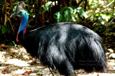 Daintree Rainforest, Cape Tribulation, Mossman Gorge Small-Group Day Tour - Northern Rivers Accommodation 3