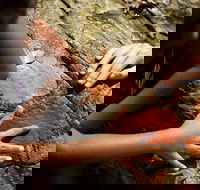 Ngana Julaymba Dungay - Full Day - Northern Rivers Accommodation