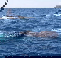 Noosa Whale Watching - Northern Rivers Accommodation