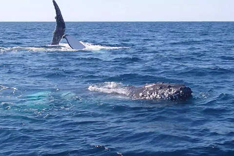 Noosa Whale Watching - Northern Rivers Accommodation 0