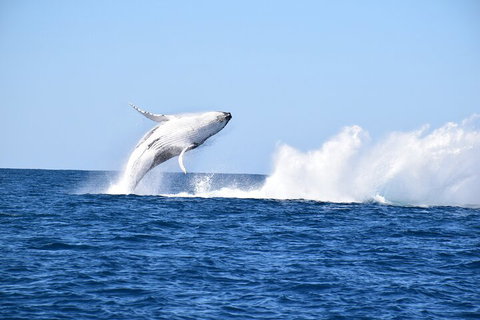 Noosa Whale Watching - Northern Rivers Accommodation 1