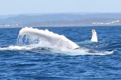 Noosa Whale Watching - Northern Rivers Accommodation 5