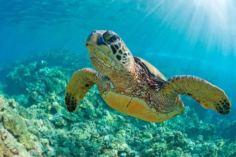 All Inclusive Tangalooma Wrecks Cruise Tour From Gold Coast - Northern Rivers Accommodation 4
