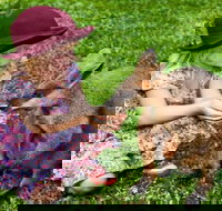 Kuranda Day Tour  HotAir Balloon Combo - Northern Rivers Accommodation