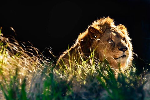 Sydney Taronga Zoo General Entry Ticket - Northern Rivers Accommodation 0