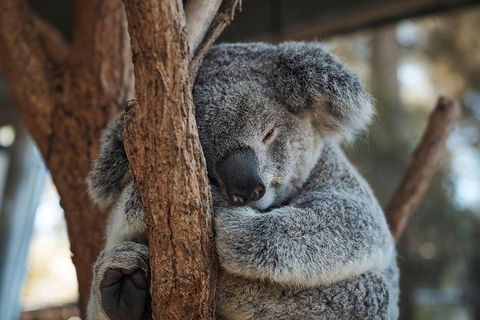 Sydney Taronga Zoo General Entry Ticket - Northern Rivers Accommodation 3