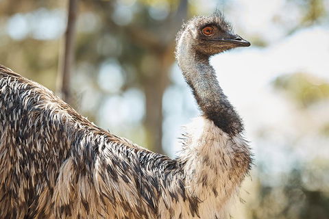 Sydney Taronga Zoo General Entry Ticket - Northern Rivers Accommodation 4