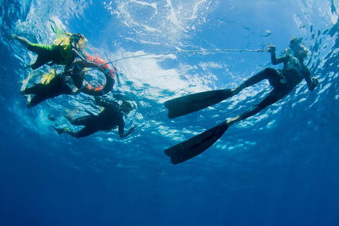 Passions Of Paradise Great Barrier Reef Snorkel And Dive Cruise From Cairns By Luxury Catamaran - Northern Rivers Accommodation 2