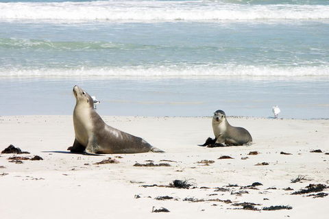 Kangaroo Island Personal Group Tours - Northern Rivers Accommodation 3