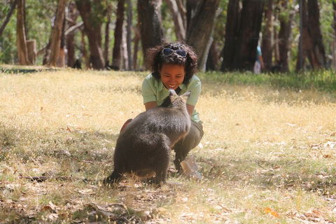 Cleland Wildlife Park Tour From Adelaide Including Mount Lofty Summit - Northern Rivers Accommodation 1