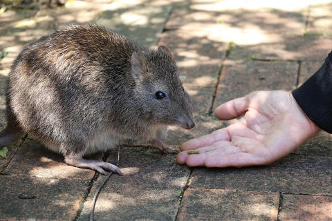 Cleland Wildlife Park Tour From Adelaide Including Mount Lofty Summit - Northern Rivers Accommodation 2