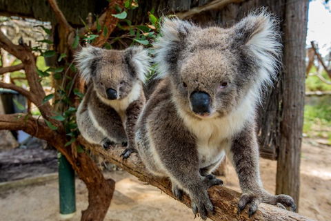 Cleland Wildlife Park Tour From Adelaide Including Mount Lofty Summit - Northern Rivers Accommodation 3