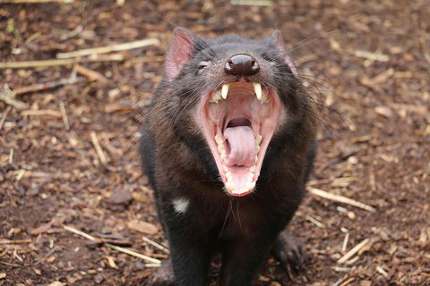 Cleland Wildlife Park Tour From Adelaide Including Mount Lofty Summit - Northern Rivers Accommodation 4