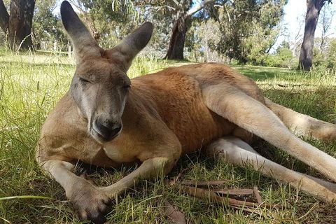 Cleland Wildlife Park Tour From Adelaide Including Mount Lofty Summit - Northern Rivers Accommodation 5