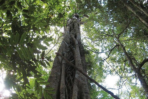 Natural Bridge Glow Worm Night Tour From Gold Coast - Northern Rivers Accommodation 1