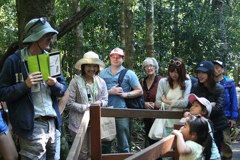 Natural Bridge Glow Worm Night Tour From Gold Coast - Northern Rivers Accommodation 4