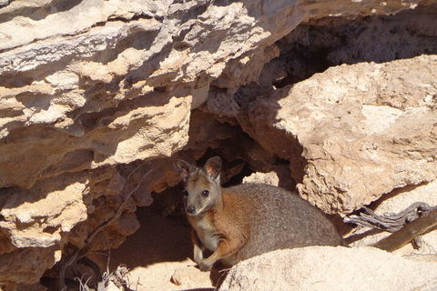 Shipwreck Special Full Day Tour Of The Abrolhos Islands - Northern Rivers Accommodation 4