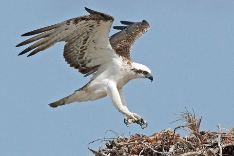 Pink Lake + Abrolhos Islands Nature Tour - Northern Rivers Accommodation 3