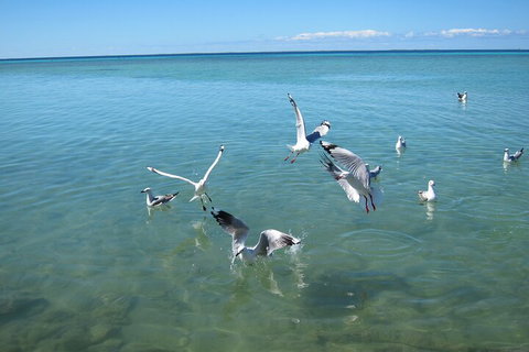 Pink Lake + Abrolhos Islands Nature Tour - Northern Rivers Accommodation 5