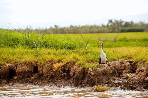 Darwin City Sights And Jumping Crocodile Cruise - Northern Rivers Accommodation 2