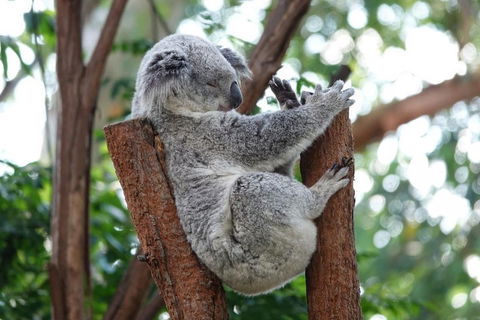 Small-Group Blue Mountains Tour With A Local Guide - Northern Rivers Accommodation 2