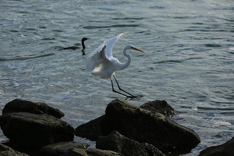 Kayak Tour In Adelaide Dolphin Sanctuary - Northern Rivers Accommodation 1