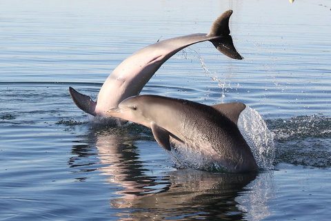 Kayak Tour In Adelaide Dolphin Sanctuary - Northern Rivers Accommodation 5