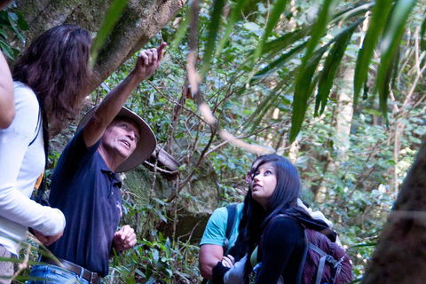 Natural Bridge & Springbrook Waterfalls Tour - Northern Rivers Accommodation 4