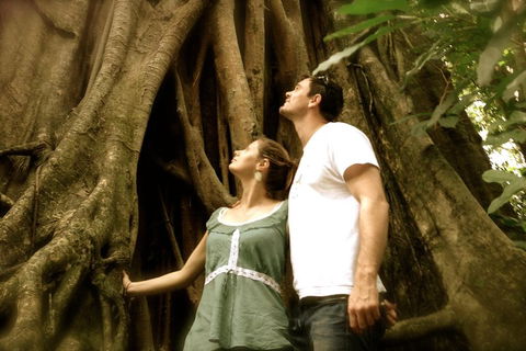 Daintree And Cape Tribulation Full Day Guided Tour - Northern Rivers Accommodation 5