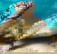 Sail Snorkel SUP  Kayak Charter Whitsundays - Northern Rivers Accommodation
