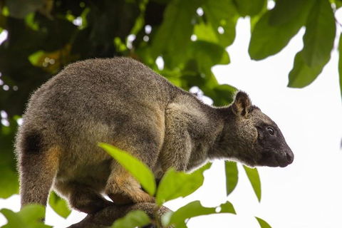 Cairns & Port Douglas All-Inclusive 7 Days Touring Package - Northern Rivers Accommodation 3