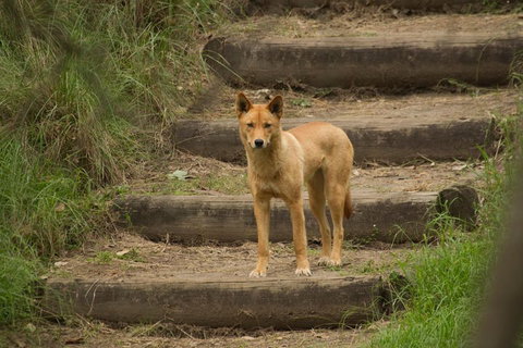 Blue Mountains Small-Group Insider Tour From Sydney - Northern Rivers Accommodation 3
