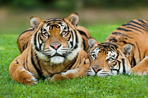 The Ultimate Gold Coast Attractions Pass - Northern Rivers Accommodation 2