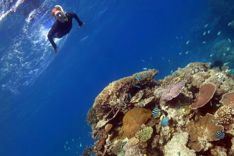 Silverswift Outer Great Barrier Reef Dive And Snorkel Cruise From Cairns - Northern Rivers Accommodation 3