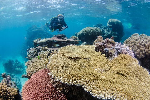 Silverswift Outer Great Barrier Reef Dive And Snorkel Cruise From Cairns - Northern Rivers Accommodation 5