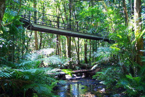 Cape Tribulation, Mossman Gorge, And Daintree Rainforest Day Trip From Cairns Or Port Douglas - Northern Rivers Accommodation 3