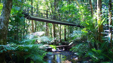 Double Pack-Ancient Rainforest And Waterfalls! - Northern Rivers Accommodation 0