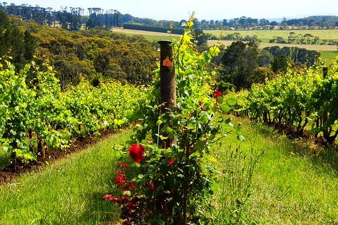 Mornington Peninsula Sightseeing Tour For 2-6 Guests. - Northern Rivers Accommodation 3