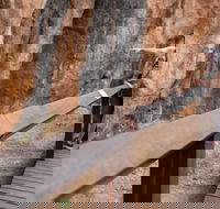 Chillagoe Caves and Outback Day Trip from Cairns - Northern Rivers Accommodation