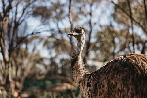 Wave Rock, York, Wildflowers, And Aboriginal Cultural Day Tour From Perth - Northern Rivers Accommodation 4
