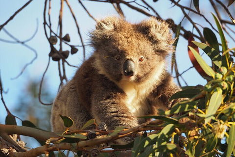 2-Hour Koala Walking Tour In Kangaroo Island - Northern Rivers Accommodation 0