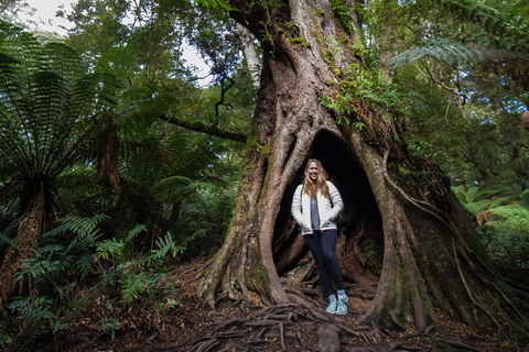 Great Ocean Road Small-Group Ecotour From Melbourne - Northern Rivers Accommodation 4