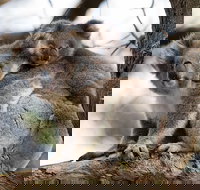 Great Ocean Road Sunset Tour from Melbourne - Northern Rivers Accommodation