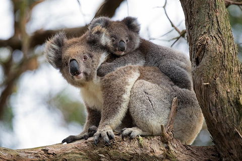 Great Ocean Road Sunset Tour From Melbourne - Northern Rivers Accommodation 0