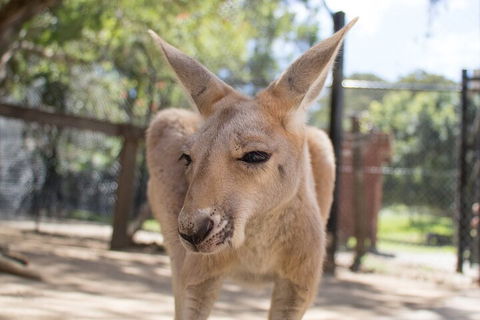 Currumbin Wildlife Sanctuary General Entry Ticket - Northern Rivers Accommodation 2