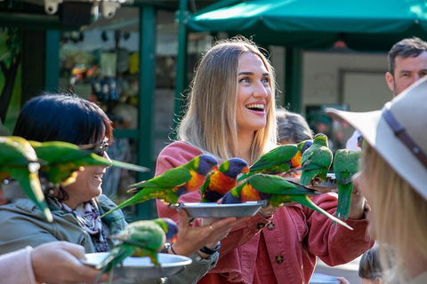 Currumbin Wildlife Sanctuary General Entry Ticket - Northern Rivers Accommodation 3