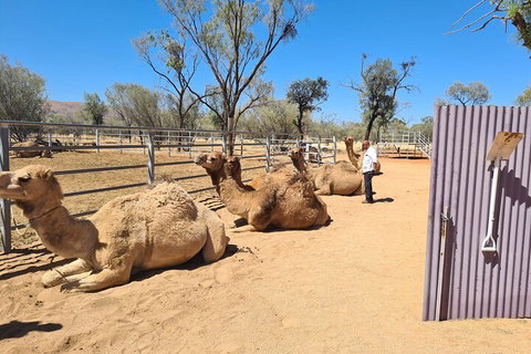 West MacDonnell Ranges Half-Day Small-Group Tour With Camel Ride - Northern Rivers Accommodation 0