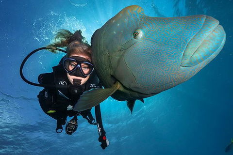 Great Barrier Reef Snorkeling And Diving Cruise From Cairns - Northern Rivers Accommodation 0